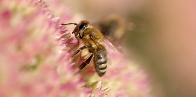 Les abeilles veillent